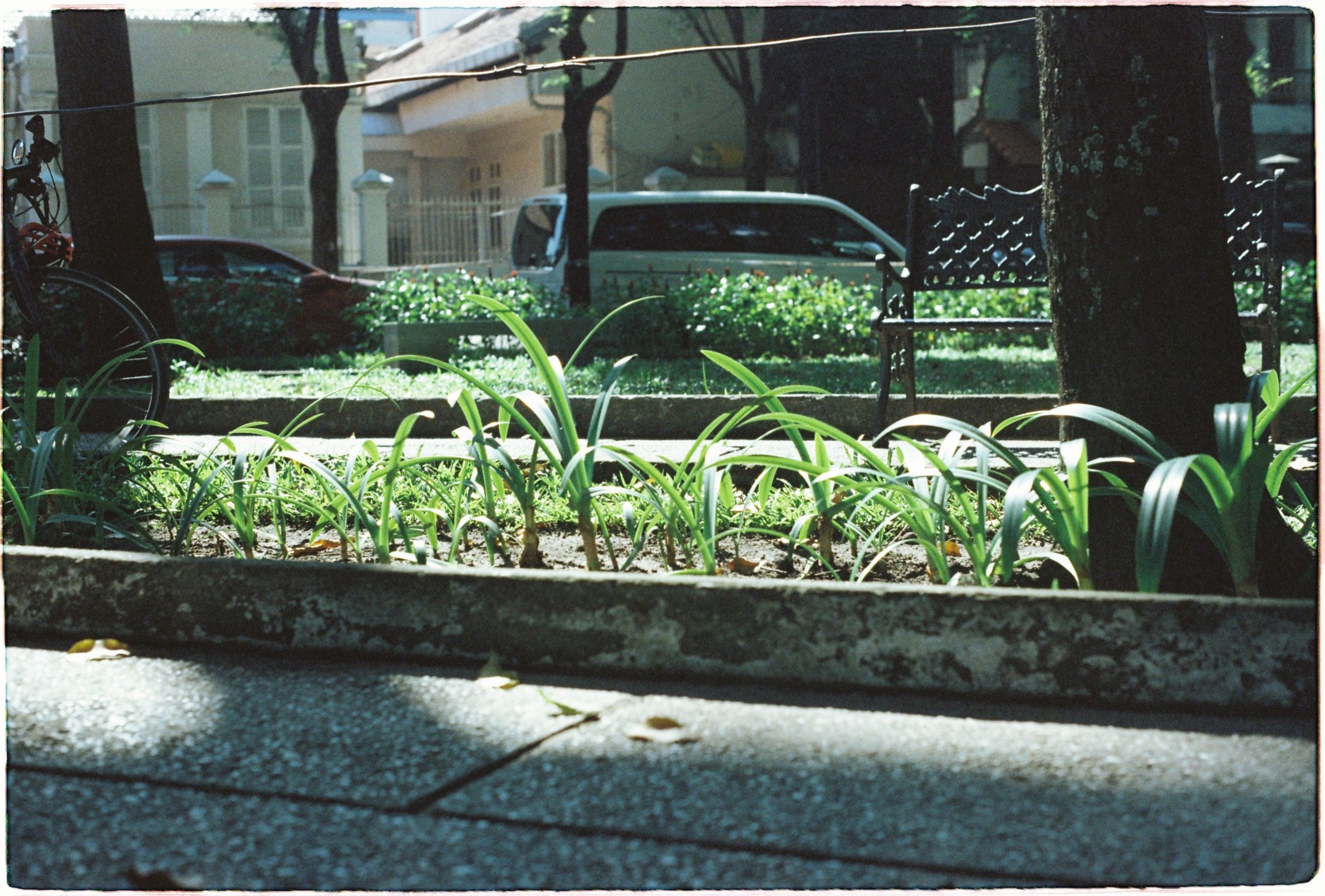 Sunlit urban garden with green plants along a paved sidewalk, city setting.
