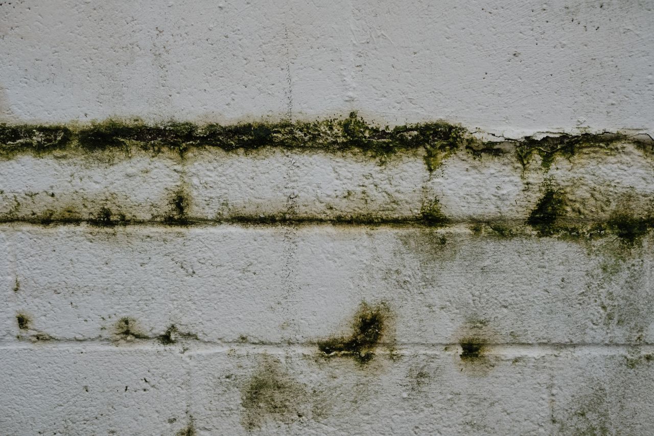 Rising Damp in Singapore – Causes, Ground Floor Moisture and Diagnosis Close-up of an aged mossy brick wall in Greystoke, England.